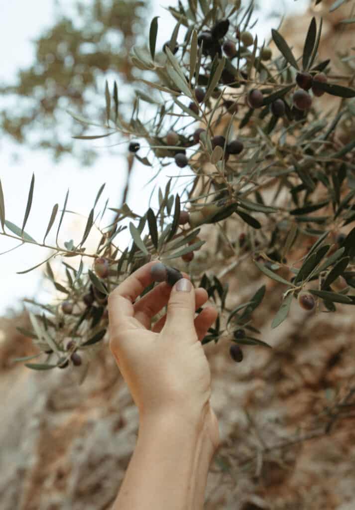 Sarah's hand is gently picking ripe olives from an olive tree branch, highlighting the traditional activity of olive harvesting in Crete.