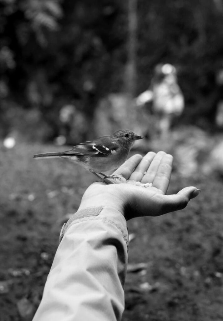 black and white photo of Sarah holding a little bird in the palm of her hand at Levadas 25 Fontes in Madeira. Add seeing the birds to your Madeira Itinerary!