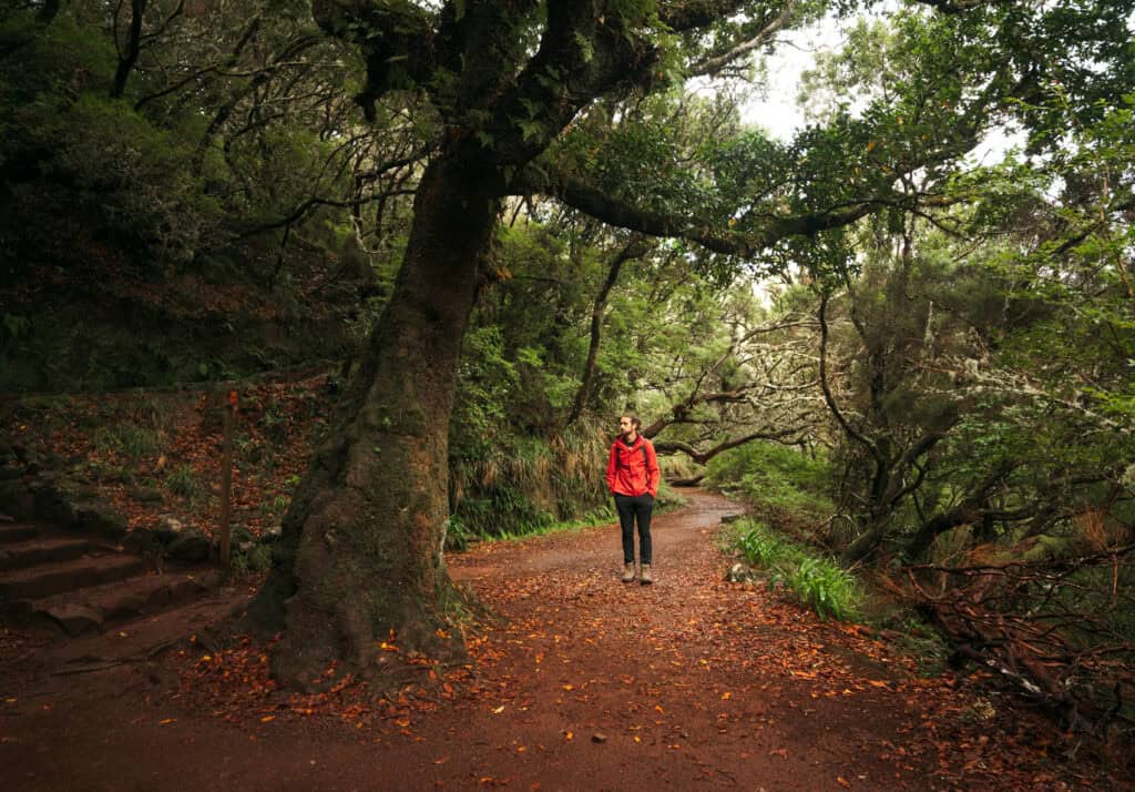 Caleb stands on a leaf-covered forest path, surrounded by dense greenery and large, moss-covered trees. The scene is tranquil, with dappled light filtering through the canopy, creating a serene atmosphere in Levadas 25 Fontes, one of the coolest hikes in Madeira