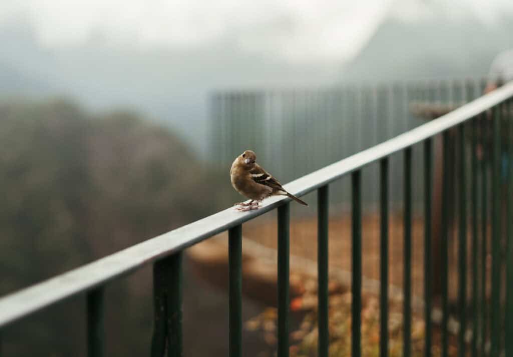 little bird sitting on the railing at Vereda Dos Balcoes in Madeira, Portugal