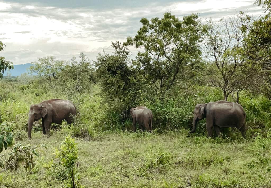 a group of elephants that we could see from our tuk-tuk rental while driving through some of the back roads in Sri Lanka